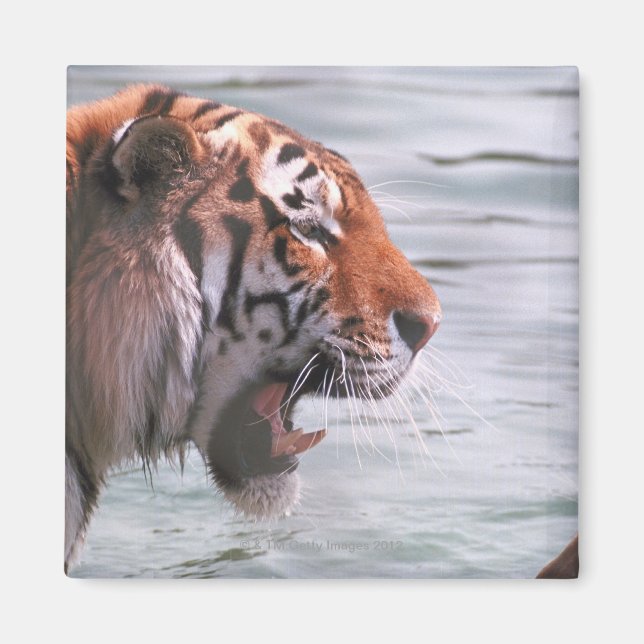 Imán El tigre de bostezo en el agua (Frente)