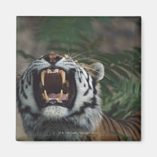 Imán El tigre siberiano (Panthera el Tigris) descubre