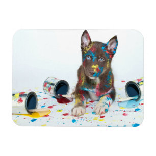 Imán El títere de mierda se metió en los bolsillos de