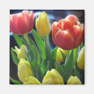 Imán El tulipán rojo y amarillo romántico florece el