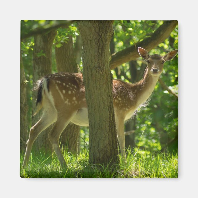 Imán El venado de la fauna silvestre entre los árboles (Frente)