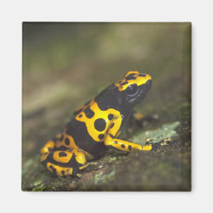 Imán El veneno de la banda amarilla Dart Frog Dendrobat