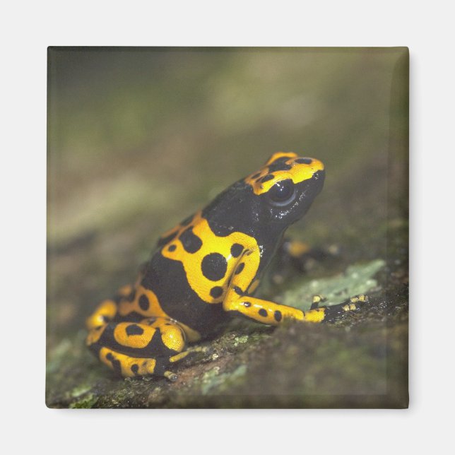 Imán El veneno de la banda amarilla Dart Frog Dendrobat (Frente)