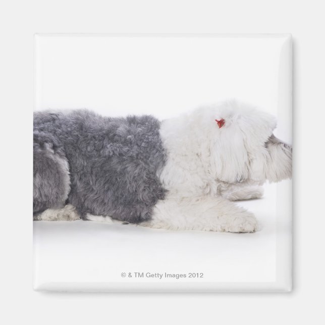 Imán El viejo perro pastor inglés de fondo blanco (Frente)