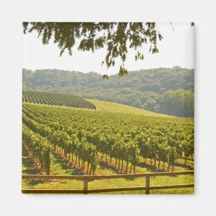 Imán El viñedo y un valle con un bosque -