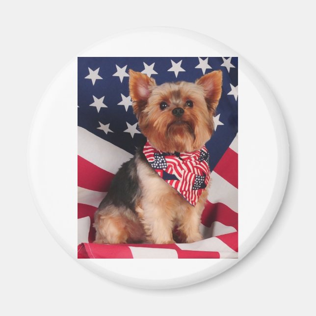Imán El yorkie americano (Frente)