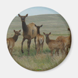 Imán Elca y terneros de vaca E44