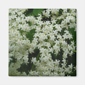 Imán Elderberry Blossoms Magnet