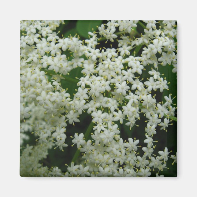 Imán Elderberry Blossoms Magnet (Frente)