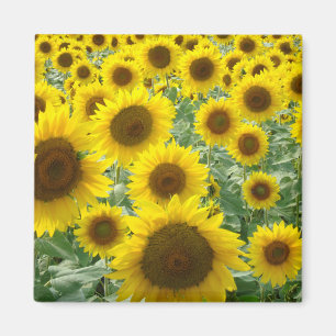 Imán Electroimán del campo del girasol