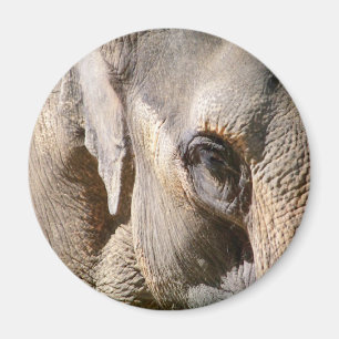 IMÁN ELEFANTE