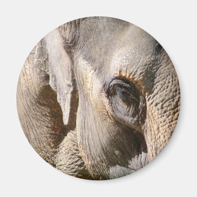 IMÁN ELEFANTE (Frente)