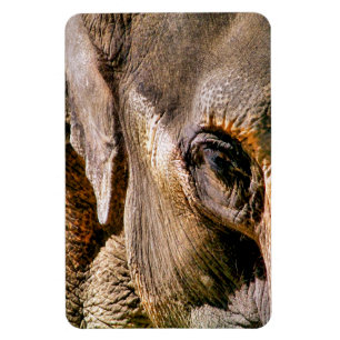 IMÁN ELEFANTE
