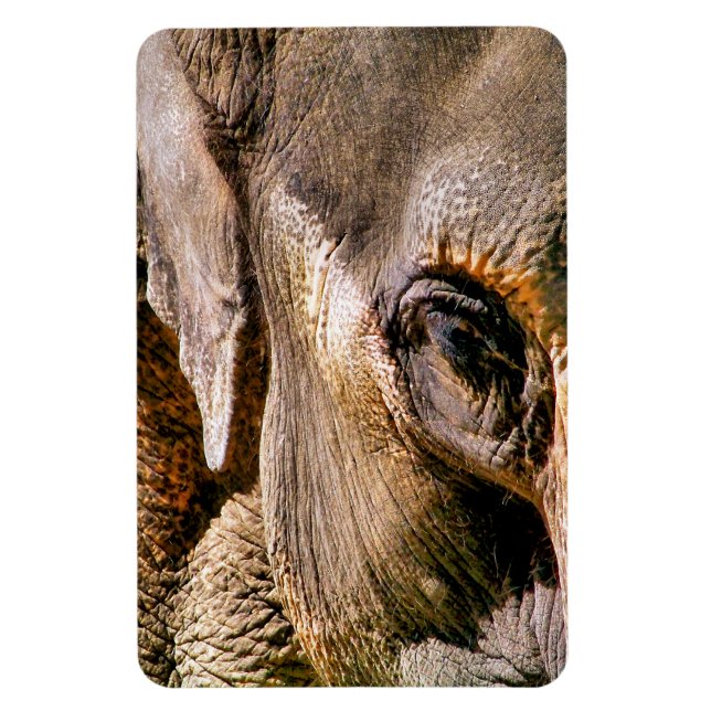 IMÁN ELEFANTE (Vertical)
