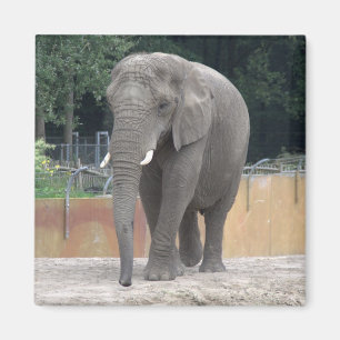 Imán Elefante