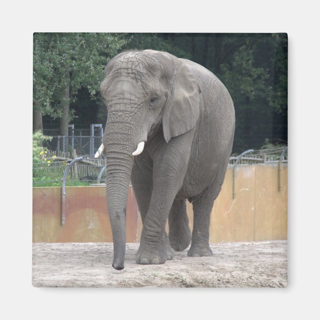 Imán Elefante (Frente)