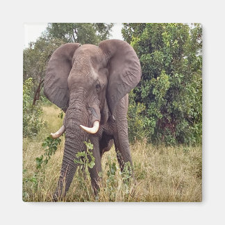 Imán Elefante