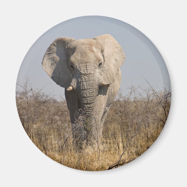 Imán Elefante (Frente)