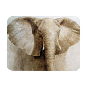Imán Elefante 2004