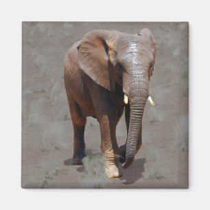 Imán Elefante africano