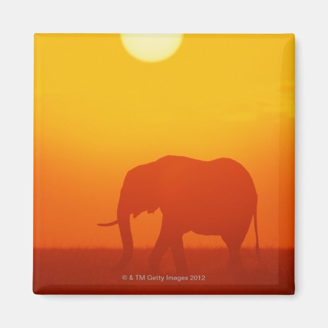 Imán Elefante africano caminando al atardecer, Kenia, (Frente)