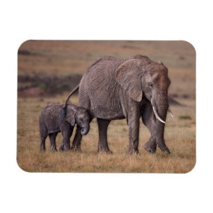 Imán Elefante africano con cría