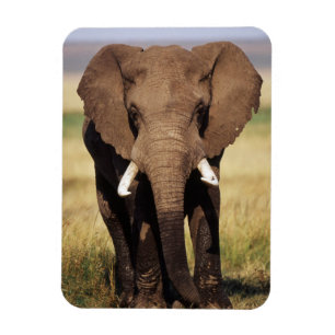 Imán Elefante africano de sabana