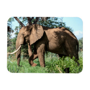 Imán Elefante africano en el Safari