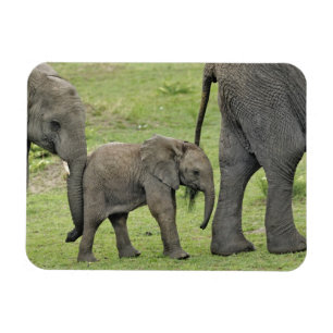 Imán Elefante africano hembra con cría