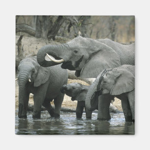 Imán Elefante africano, (Loxodonta africana), bebiendo