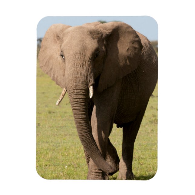 Imán Elefante Africano (Loxodonta Africana), Masai (Vertical)