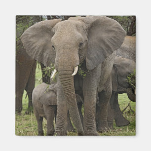 Imán Elefante africano Manada