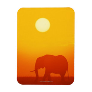 Imán Elefante africano que camina en la puesta del sol,