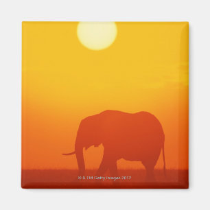 Imán Elefante africano que camina en la puesta del sol,