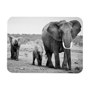 Imán Elefante africano y becerros el   Kenia, África