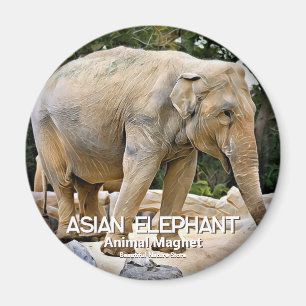 Imán Elefante asiático