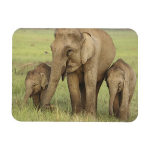 Imán Elefante asiático indio y crías