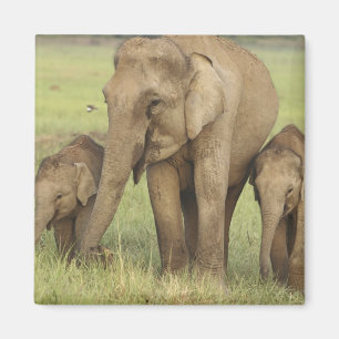 Imán Elefante asiático indio y crías
