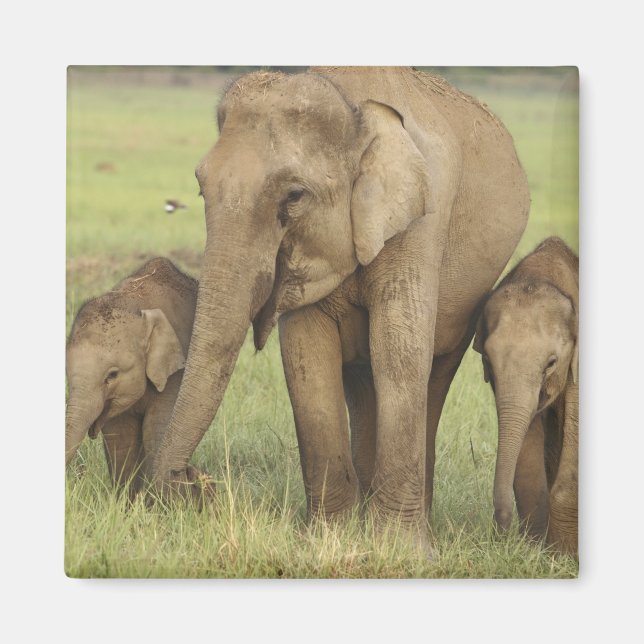 Imán Elefante asiático indio y crías (Frente)