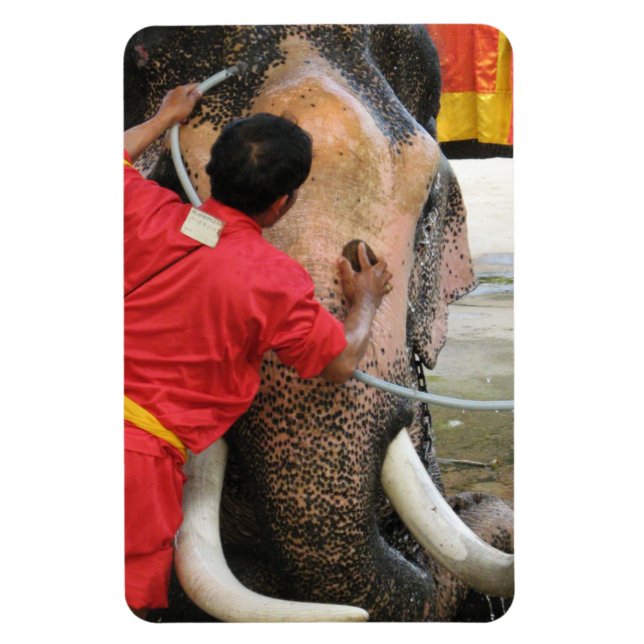 Imán Elefante Bathtime... Ayutthaya, Tailandia (Vertical)