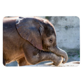 Imán Elefante bebé