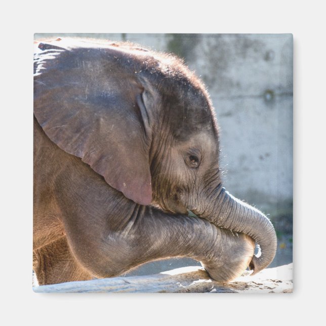 Imán Elefante bebé (Frente)