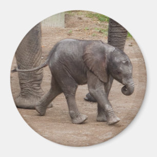 Imán Elefante bebé
