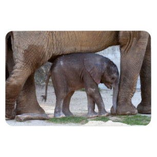 Imán Elefante bebé