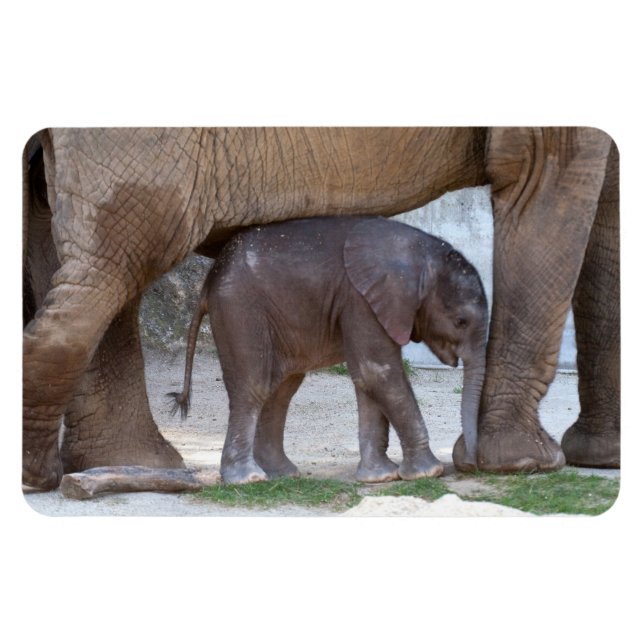 Imán Elefante bebé (Horizontal)
