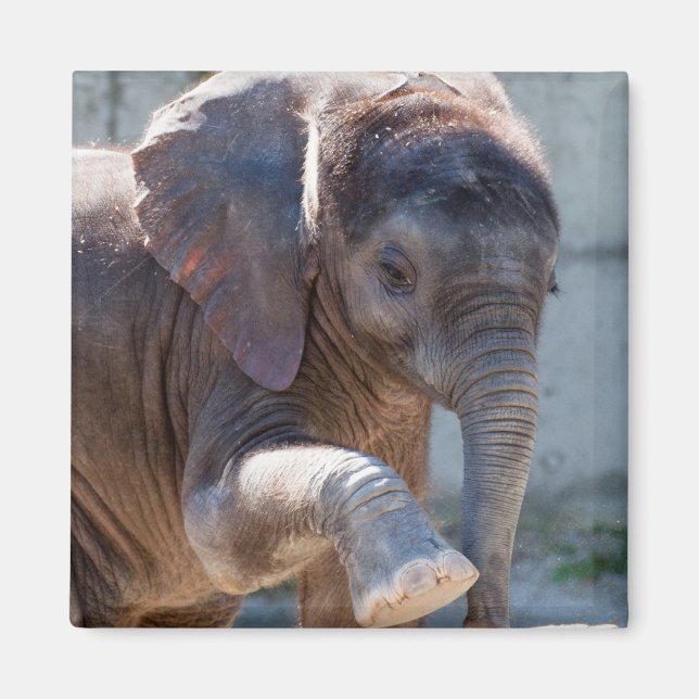 Imán Elefante bebé (Frente)