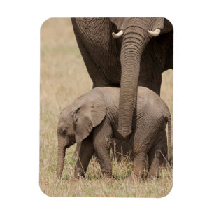 Imán Elefante bebé africano con madre