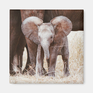 Imán Elefante bebé cute elefante africano con mamá