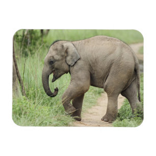 Imán Elefante bebé siguiendo a la madre, Corbett