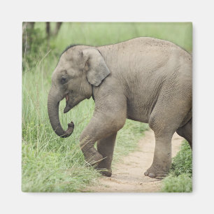 Imán Elefante bebé siguiendo a la madre, Corbett